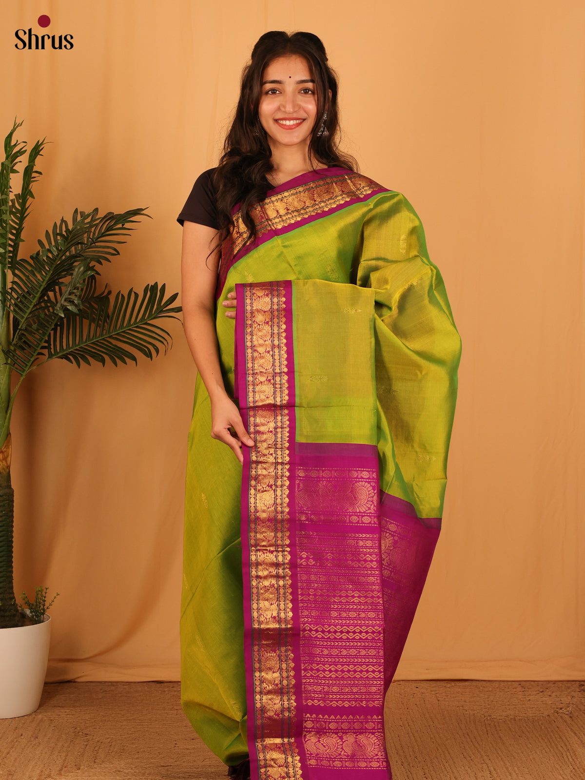 CLS23148 - Silk Cotton Saree - Shop on Shrus.com