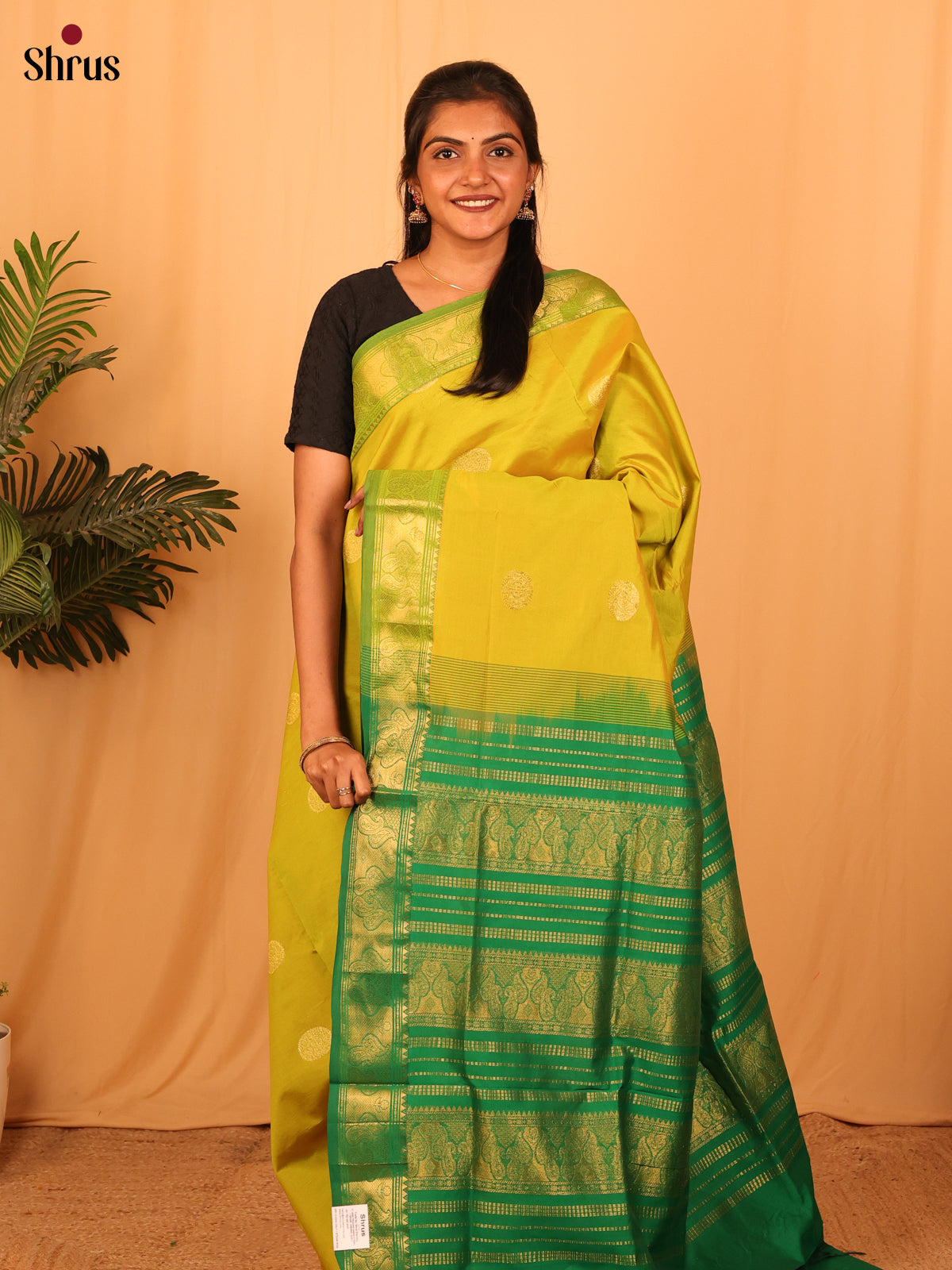 Mustardy Green & Green - Silkcotton-halfpure Saree - Shop on Shrus.com
